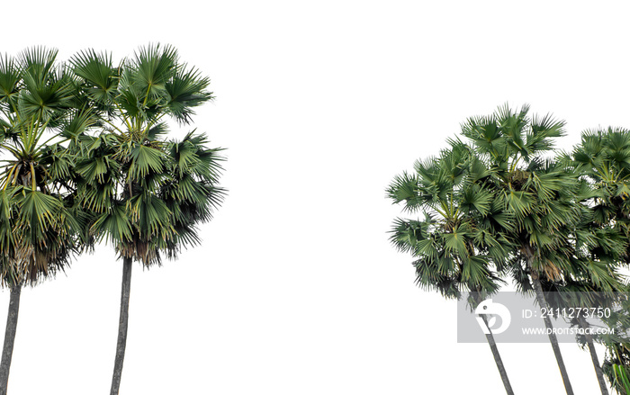 Palm tree group. High resolution tree landscape isolated on white background for print and web page with cut paths and alpha channels.