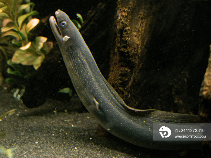 Indian Freshwater moray in a tank