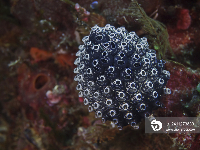 Stalked Green Ascidian, Pilz-Seescheide (Nephteis fascicularis)