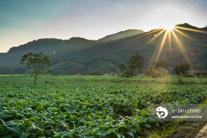 sunset at tobacco farm with mountain background, Chiang Rai Province is the large tobacco Virginia type producing in Thailand