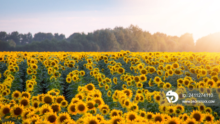 Sunflowers in rows with burning sun glow on the background