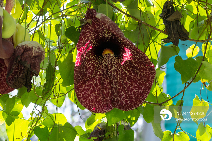 Purple flower of Brazillian Dutchman’s Pipe, Duck Flower, Giant Pelican Flower or Aristolochia gigantea Mart bloom with sunlight in the garden.