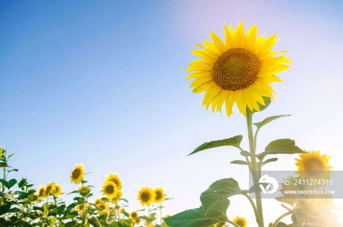 Beautiful young sunflower growing in a field on a sunny day. Agriculture and farming. Agricultural crops. Helianthus. Natural background. Yellow flower. Ukraine, Kherson region. Selective focus