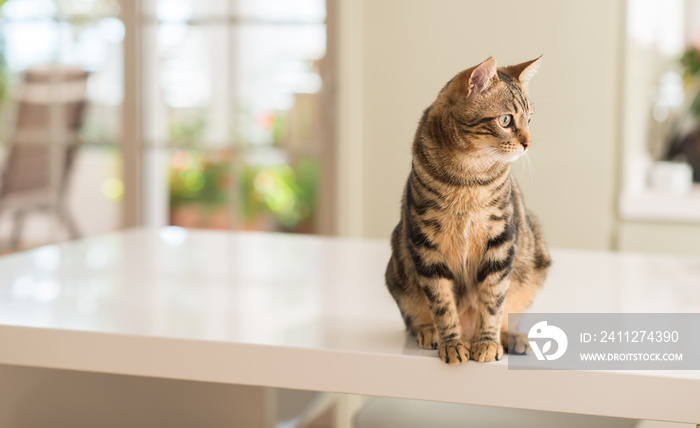 Relaxed domestic cat at home, indoor