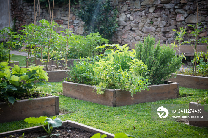 Wooden raised beds in garden of fresh herbs and vegetable