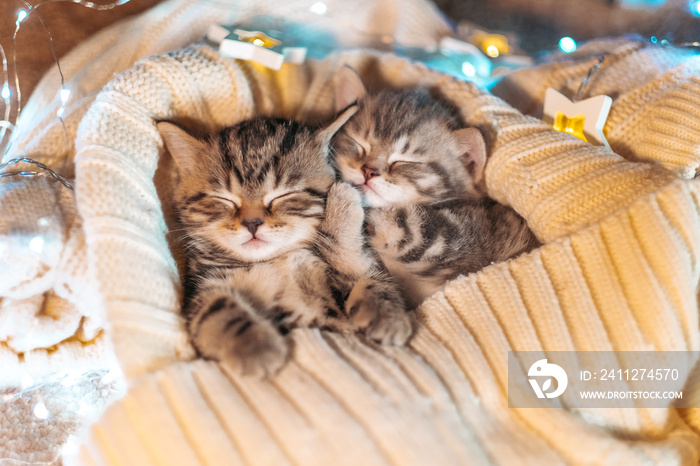 Cute tabby kittens playing sleeping together. Cute baby cats in love. Kids animal cat and cozy home concept. Pets. Taking care of animals.