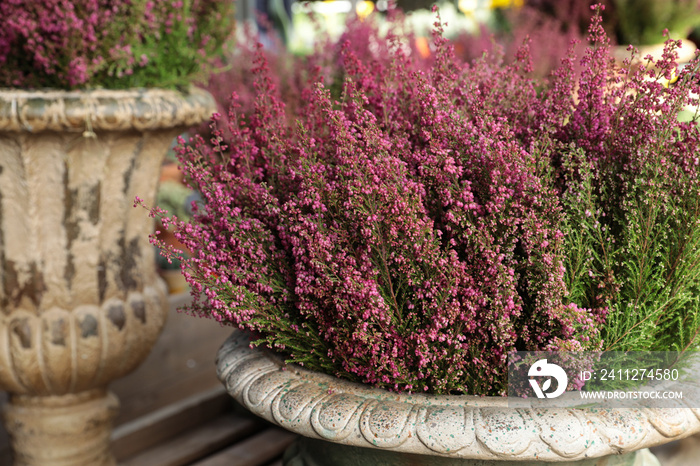 Erica gracilis flowering plant family Ericaceae in the beautiful ceramic flowers pot.