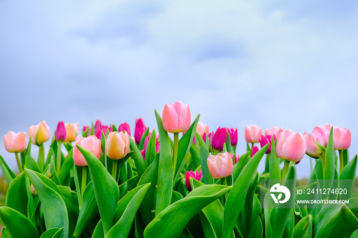 Beautiful field of pink or Magenta tulips close up and blue sky. Spring background with tender tulips. Pink floral background. Spring banner.