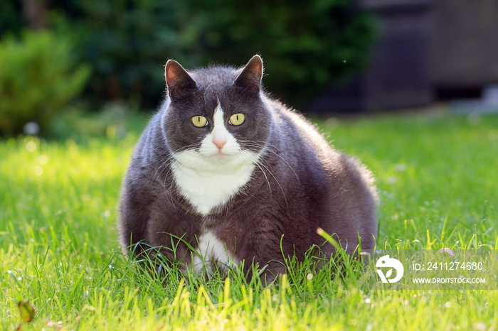 Slight obese, or fat, pussy cat outside in the sunny garden with fresh green grass in spring in the Netherlands