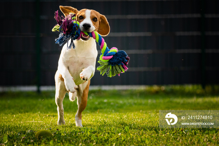 Beagle dog runs in garden towards the camera with colorful toy.