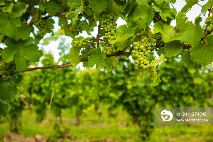 Grapes grow in a vineyard, located in the Finger Lakes Region of New York State, for the purpose of producing white wine.