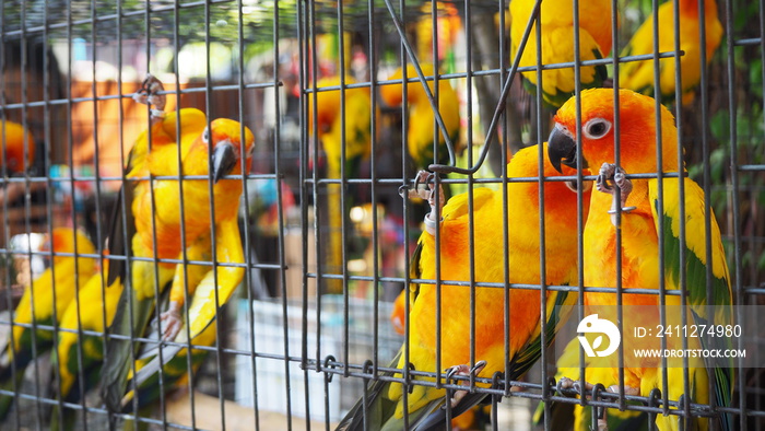 Yellow and orange parrot in a cage at public park. Jandaya Parakeet.