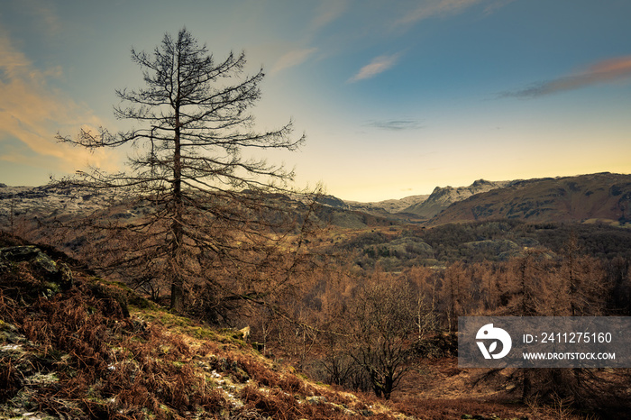 Larch on Hlome Fell