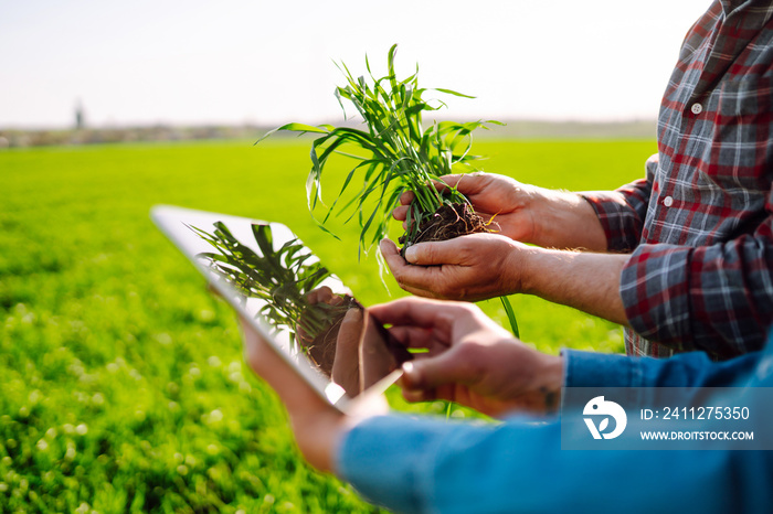 Farmers discuss agricultural issues on young wheat in the field. Farmers with tablet in the field. Smart farm. Agriculture, gardening or ecology concept.