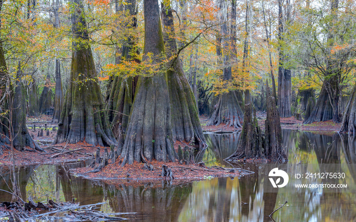 Foggy morning at Cypress Swamp