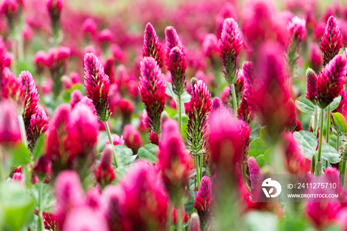 Field of flowering crimson clovers (Trifolium incarnatum) Rural landscape.