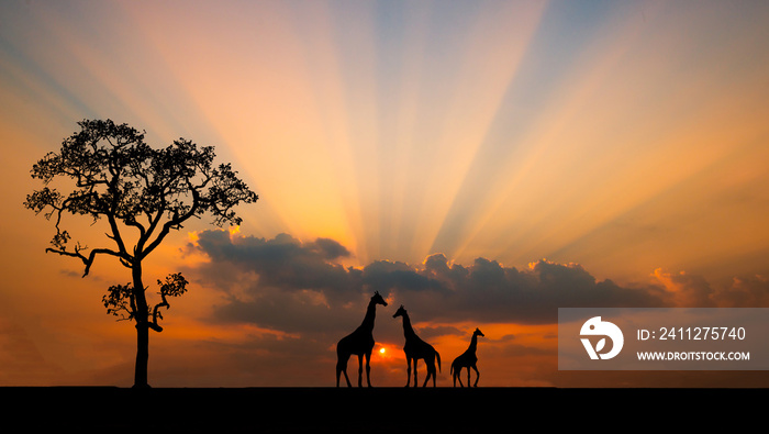 Amazing sunset and sunrise.Panorama silhouette tree in africa with sunset.Tree silhouetted against a setting sun.Dark tree on open field dramatic sunrise.Safari theme.Giraffes , Lion , Rhino.