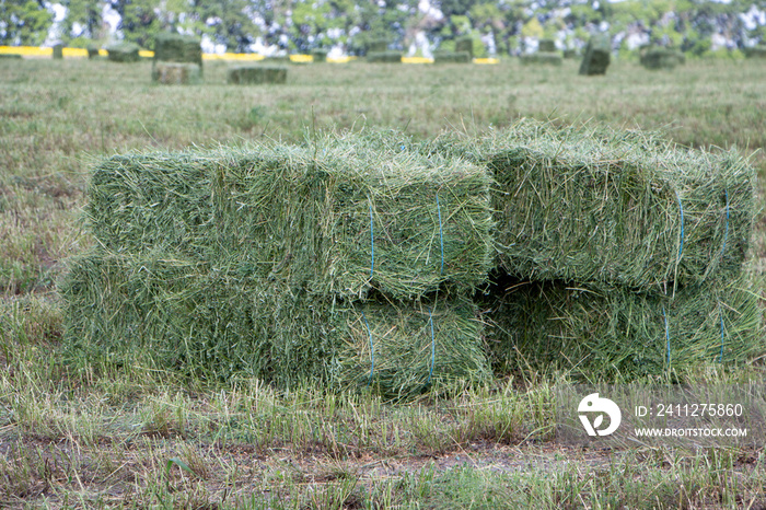 Square bales of alfalfa hay for cattle are lying on the field.