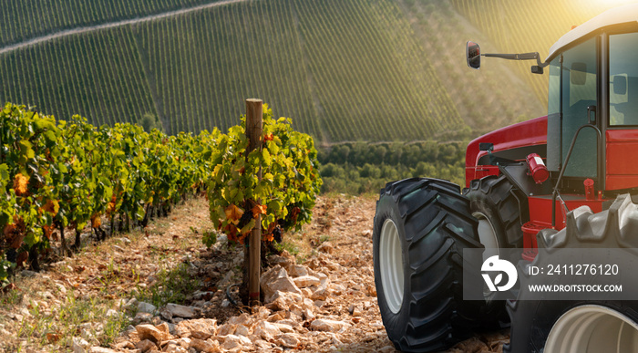 Tractor in the vineyard. Sunset, harvesting.