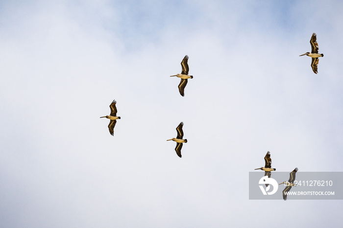 A group of Brown pelicans (Pelecanus occidentalis) flying on a blue and white sky background, California