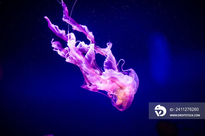 Beautiful jellyfish, medusa in the neon light with the fishes. Aquarium with blue jellyfish and lots of fish. Making an aquarium with corrals and ocean wildlife. Underwater life in ocean jellyfish.