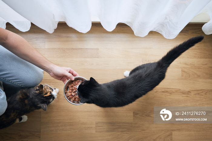 Pet owner holding bowl with feeding for his hungry cats at home..