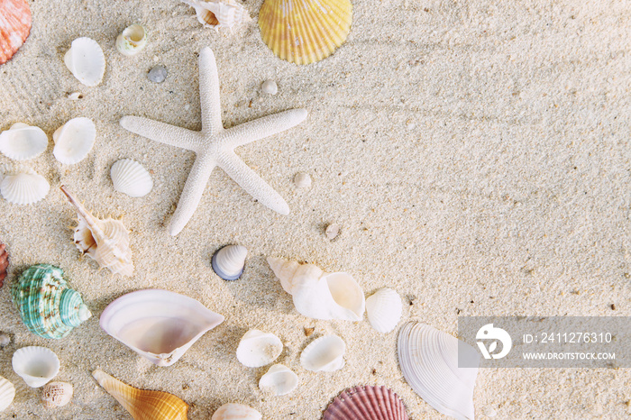 Summer time concept with sea shells and starfish on the beach sand white background. free space for your decoration Top view.