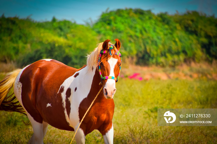 Indian marwari horse,white/brown horse on grass field,beautiful African horse on long grass ground,Portrait of horse wearing a rug,white and brown horse with long mane in flower field against sky,