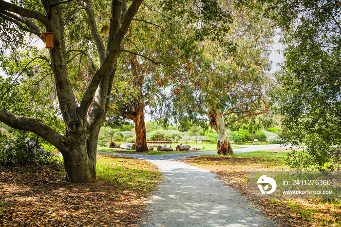 Walking path lined up with oak and eucalyptus trees in a public park in Santa Clara, South San Francisco Bay Area, California