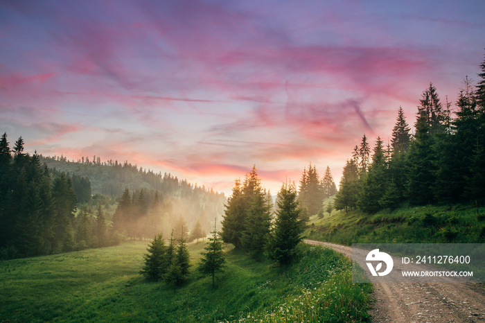 Beautiful landscape at sunset with fir trees in spring.