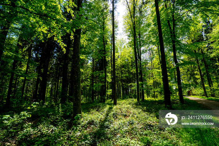 a forest somewhere in switzerland