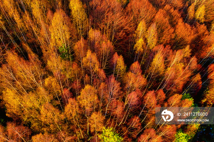 Aerial view of autumn forest . Amazing landscape , trees with red and orange leaves in day, National Park Livaditis Xanthi, Greece