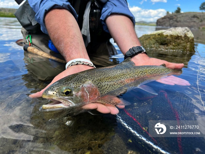 catch of a beautiful rainbow trout by a fly fisherman