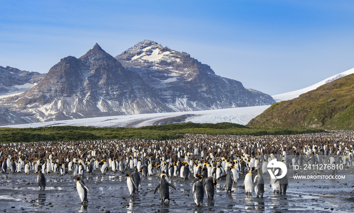 King Penguin Colony, Salisbury Plain, South Georgia Island, Antarctic