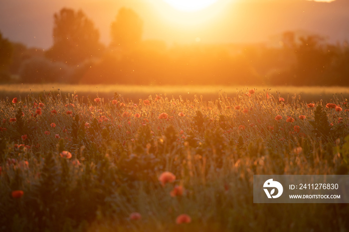 Summer sunset over beautiful poppy meadow.