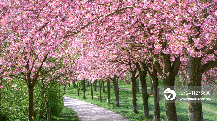 Alley of blossoming cherry trees following the path of the forme