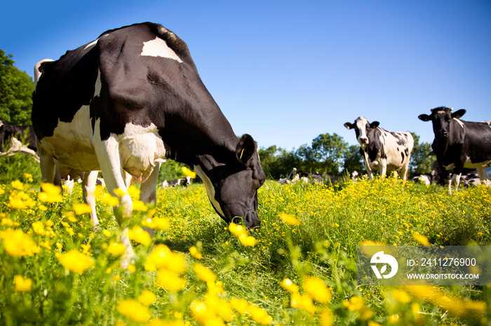 Vache dans un champs de fleurs au printemps.