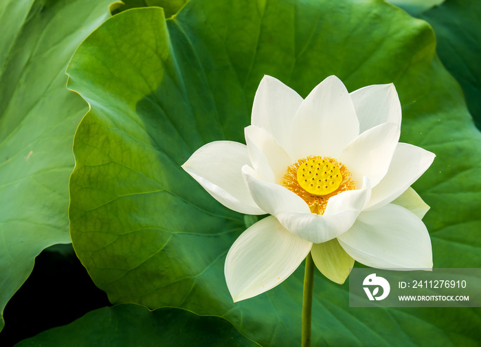 White lotus flower in pond, Lumphun province Thailand