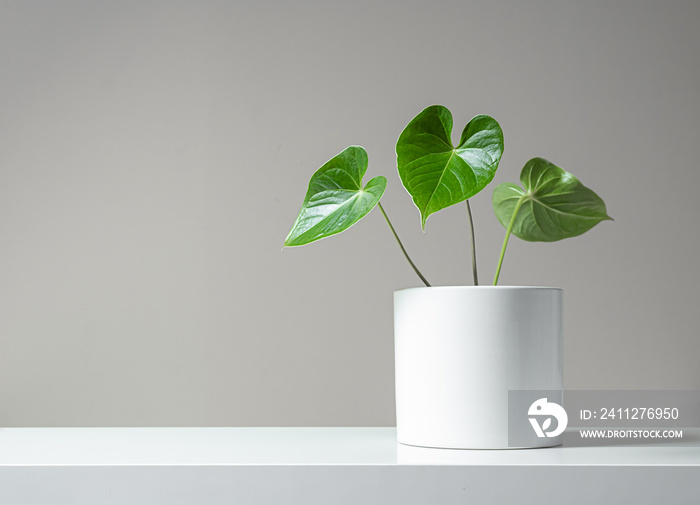 Beautiful leaves of anthurium in a white pot on a light background, minimalism and scandinavian style