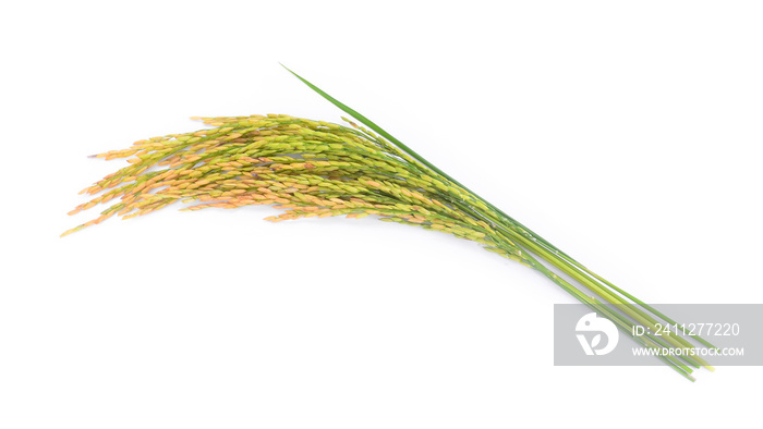 rice plant isolated on white background.