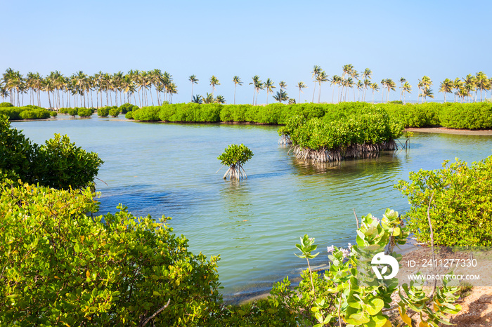 Mangroves in Sri Lanka