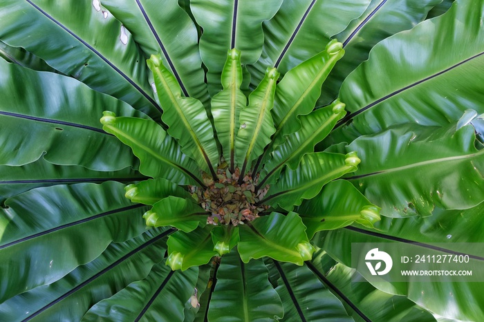 A top view of a bird’s nest fern with large smooth green ripple leaves, native to South East Asia and Australia.