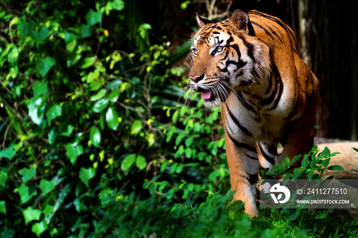 Beautiful Sumatran tiger on the prowl