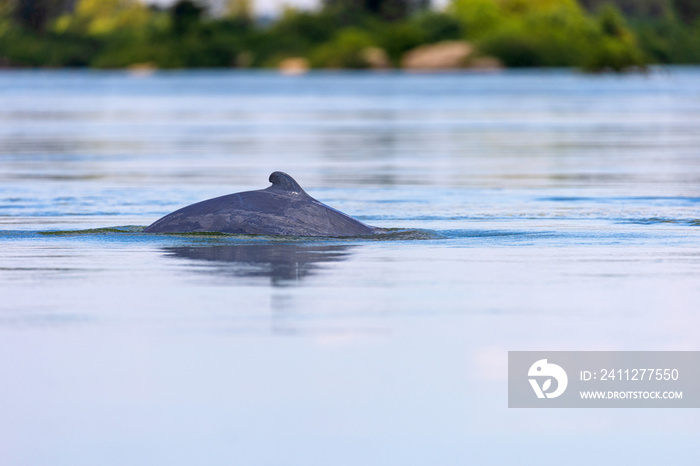 The Irrawaddy dolphin (Orcaella brevirostris) on the Mekong River, Cambodia
