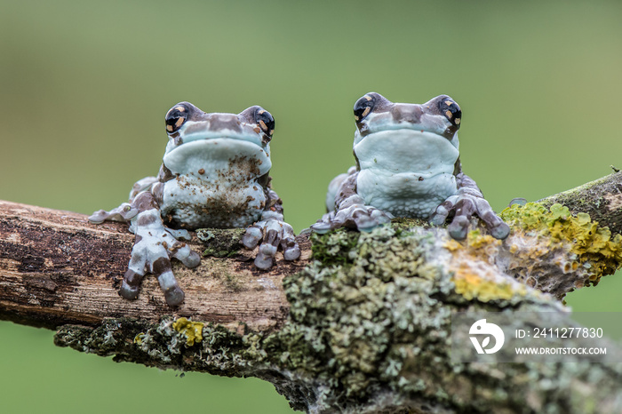 Frog on the branch