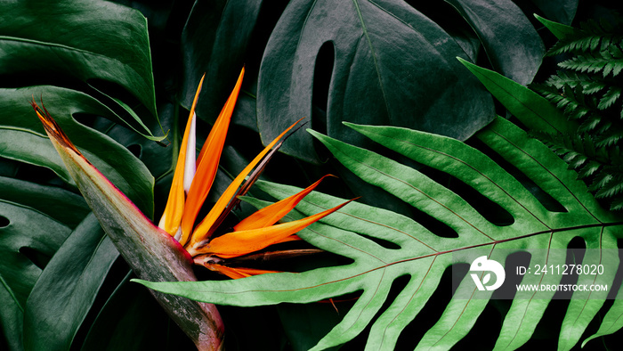 Tropical flower, Closeup of Bird of Paradise or strelitzia reginae blooming on green leaves background
