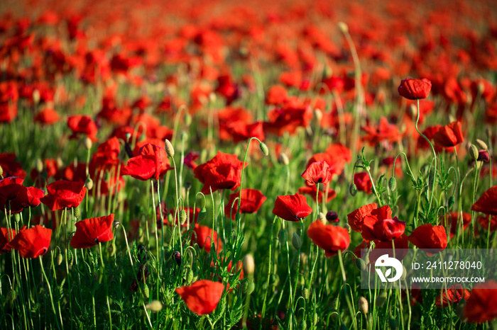 Summer red poppy in grass field landscape. Flowers.