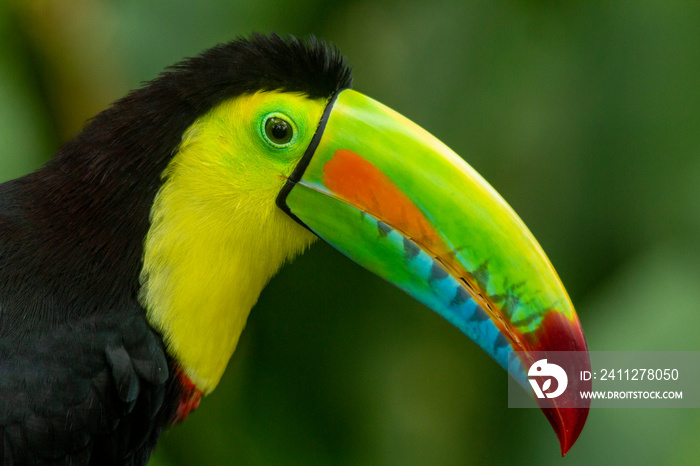 Keel-billed Toucan (Ramphastos sulfuratus) head shot showing the colourful beak, Colombia.