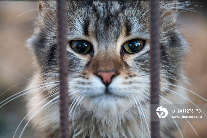 Sad stray cat looking through iron bars, selective focus