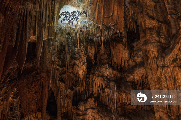 Bats handing upside down in beautiful cave formations with stala